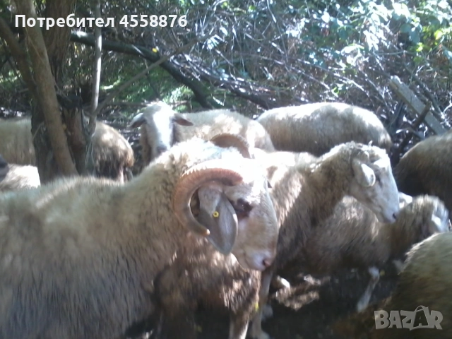 предлагам работа за пастир