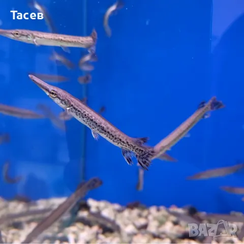 Алигатор гар 6-7см, снимка 1