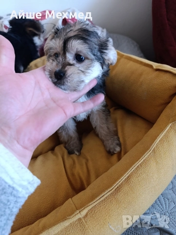 уоркширски териер, снимка 2 - Йоркширски териер - 53634292