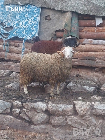коч кочове овце , снимка 6 - Овце - 53624151