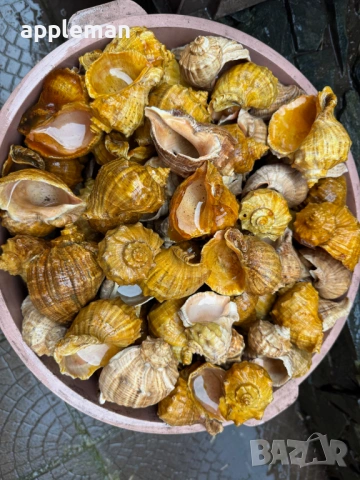 продавам лакирани рапани за домашни потреби и декорация, снимка 7 - Други - 53749150