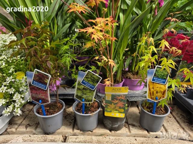     Ацер - Санго Каку, снимка 7 - Разсади - 50635841