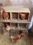 Кокошки ломан браун, снимка 1