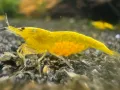 жълти скариди - yellow cherry shrimp, снимка 3