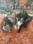 Ангорски котенца, снимка 1