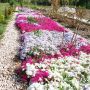 Флокс, почвопокривен, многогодишен, студоустойчив!!, снимка 1 - Градински цветя и растения - 44810591
