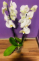 Орхидея, снимка 1 - Стайни растения - 44966109