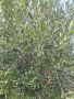 Маслиново дърво за перфектният декор на вашата градина!!!, снимка 6