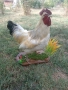 Препариран петел за декорация , снимка 1