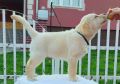 Labrador retriever puppies - Astorela kennel, снимка 2