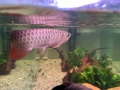 Arowana RTG, снимка 5