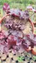  Хойхера Дворцово лилаво, Heuchera "Palace Purple"!!, снимка 4