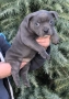 Американско Були Покет/American Bully Pocket , снимка 4