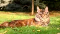 Мейн Куун (Maine Coon), снимка 2