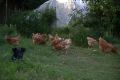 Домашни яйца, снимка 1 - Кокошки и пуйки - 45856666