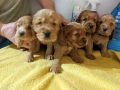 Кокер  шпаньол чистокръвно момченце, снимка 7