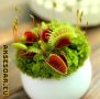 100 семена Венерина мухоловка Dionaea muscipula Семена Мухоловка Бонсай месоядно растение яде насеко, снимка 17