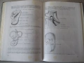 Книга "Ембриология на човека - Ив. Георгиев" - 164 стр., снимка 8