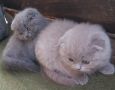 Шотландски клепоухи котета - бебета на 2 месеца, снимка 12