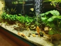 Аквариумни растения , снимка 2