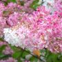 Hydrangea paniculata Ванилия-Ягода - Хортензия за слънце, снимка 4