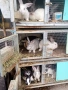 продавам  домашни зайци за клане, снимка 7