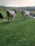 32 млечни крави, снимка 2