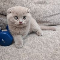 Шотландски клепоухи котета - бебета на 2 месеца, снимка 3 - Британска късокосместа - 34775322