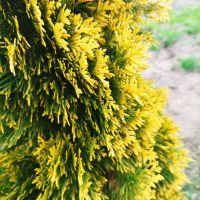 Туя Златен Смарагд, Thuja Occidentalis Golden Smaragd, снимка 8 - Градински цветя и растения - 37217569