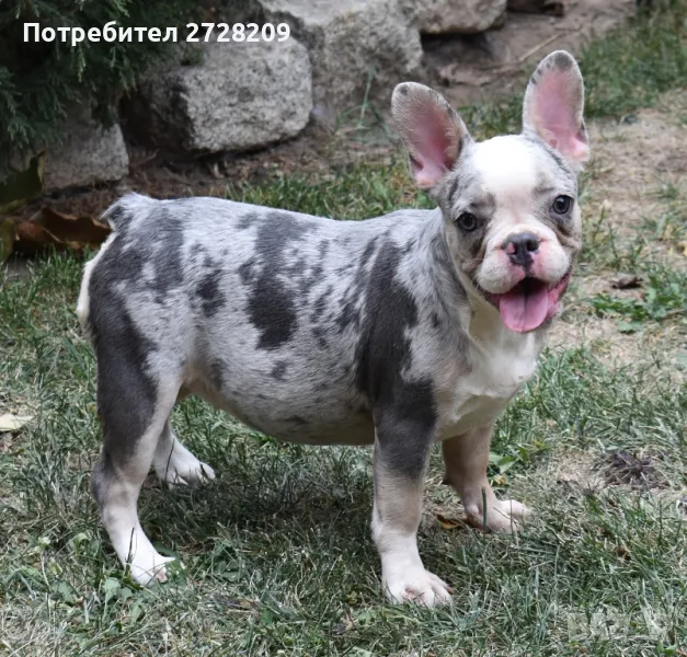 ТОП Френски булдог/French Bulldog , снимка 1