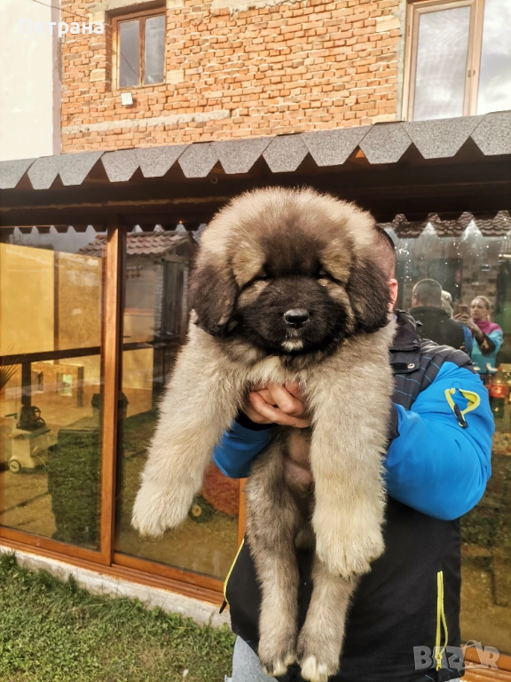 Кавказка овчарка , снимка 1