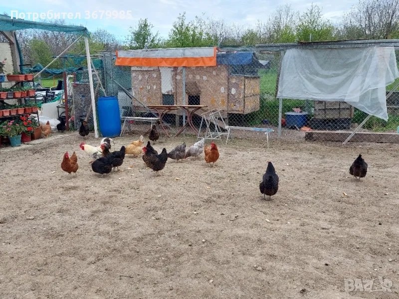 Продавам кокошки носачки, снимка 1