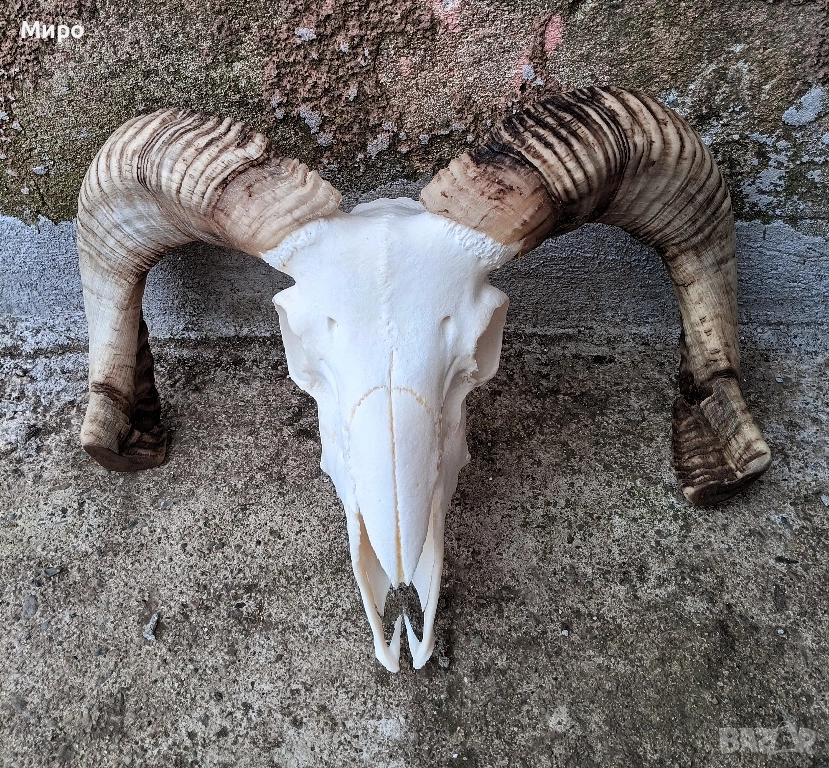 Череп от овен,с рогата.Коч., снимка 1