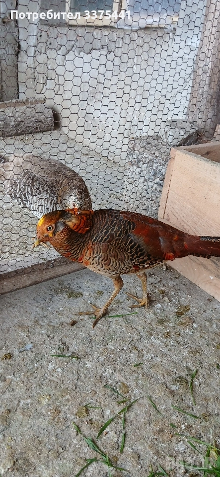 млади мъжки червено-златни фазани, снимка 1