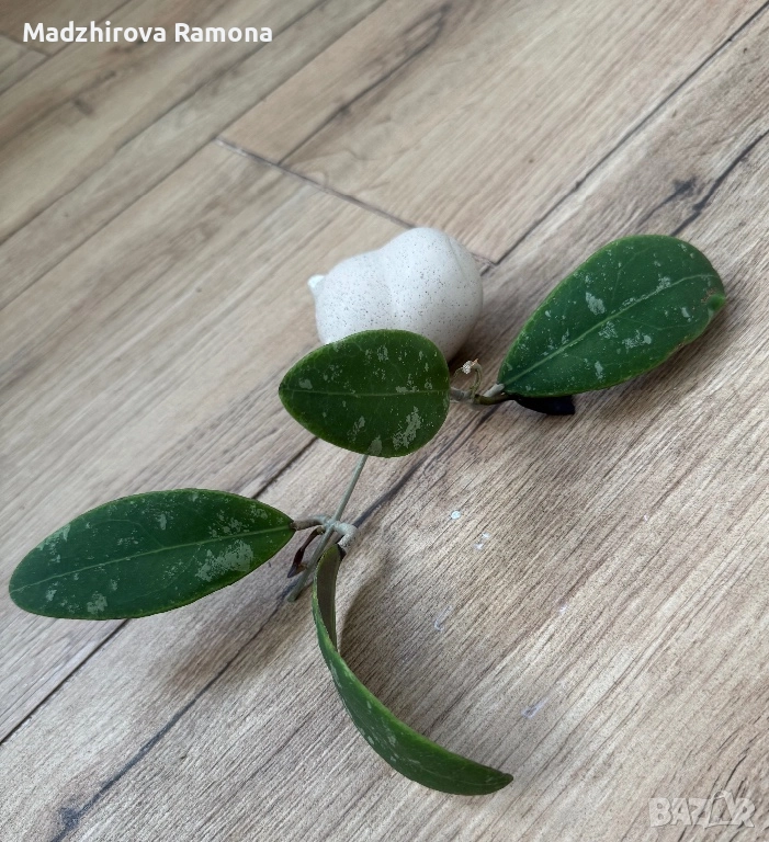 Hoya rintzii borneo , снимка 1