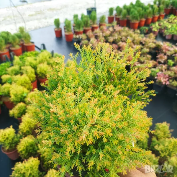 Западна туя Рейнголд (Thuja occidentalis Rheingold), студоустойчива, снимка 1