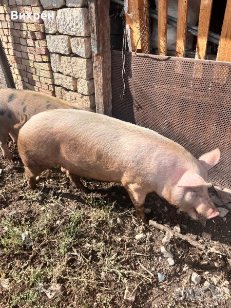 Продавам домашно отгледани  прасета, снимка 1