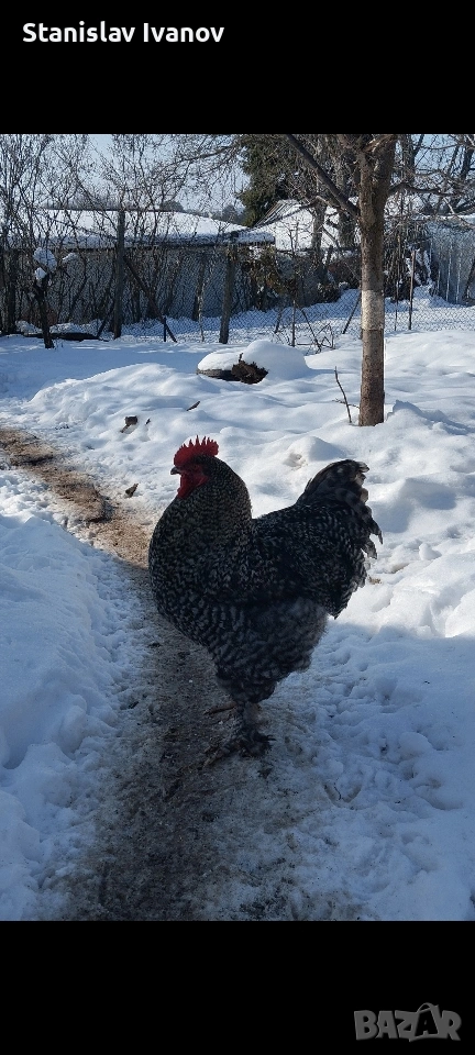 Петли, снимка 1