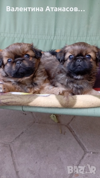 Малки сладки пекинезчета!, снимка 1