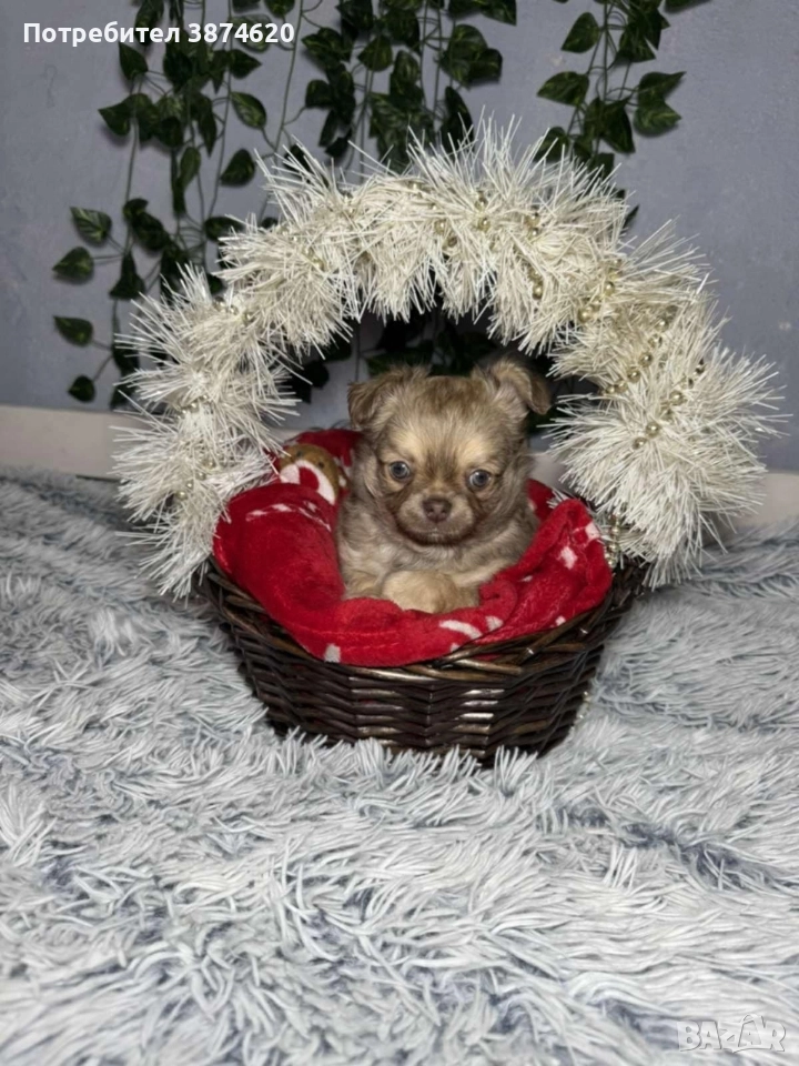 чихуахуа момченца, снимка 1