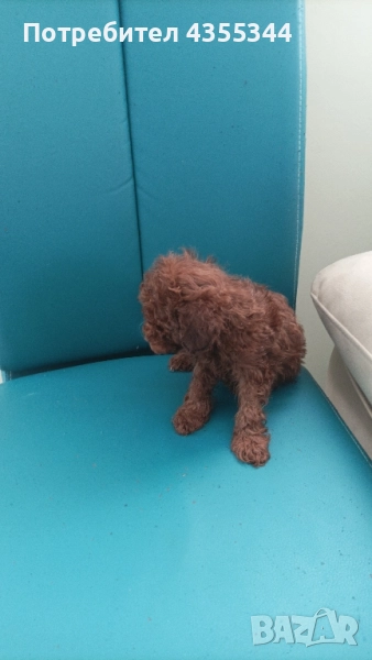 Мини пудел, снимка 1