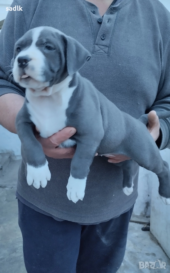 Американско були хл, снимка 1