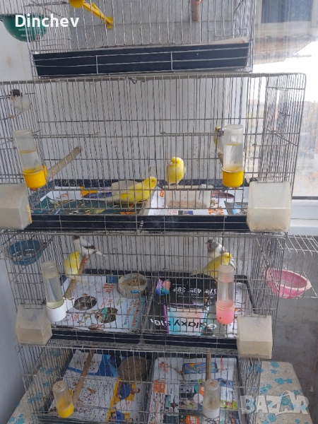 Орфей продава млади с черен пръстен, снимка 1