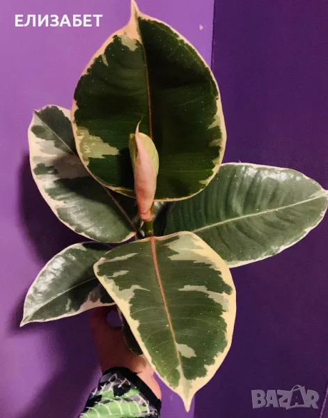 Ficus, снимка 1