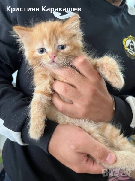 Подарявам дългокосмести котенца, снимка 1