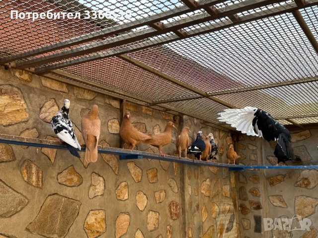 Гълаби неврени и лимонки, снимка 5 - Гълъби - 50813378