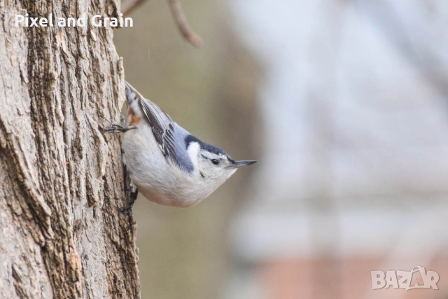 Nikon AF-S 55-200mm f/4-5.6G ED VR обектив Никон, снимка 12 - Обективи и филтри - 53671254