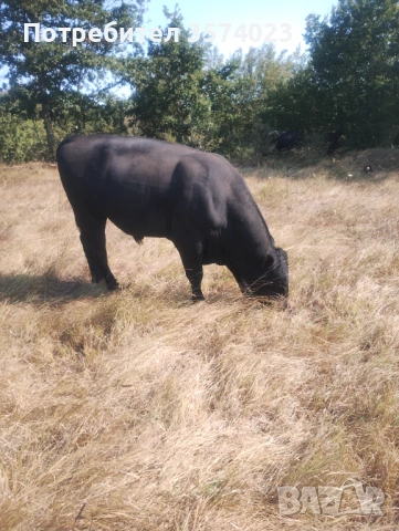 Месодайни телета, снимка 7 - Крави - 54245143