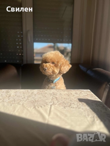Мъжки Мини Пудел(За Разплод) на 4 г ,с родословие(Тест за генна чистота )Варна, снимка 2 - Пудели - 42629676