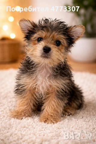ЙОРКШИРСКИ ТЕРИЕРИ, снимка 2 - Йоркширски териер - 53929989